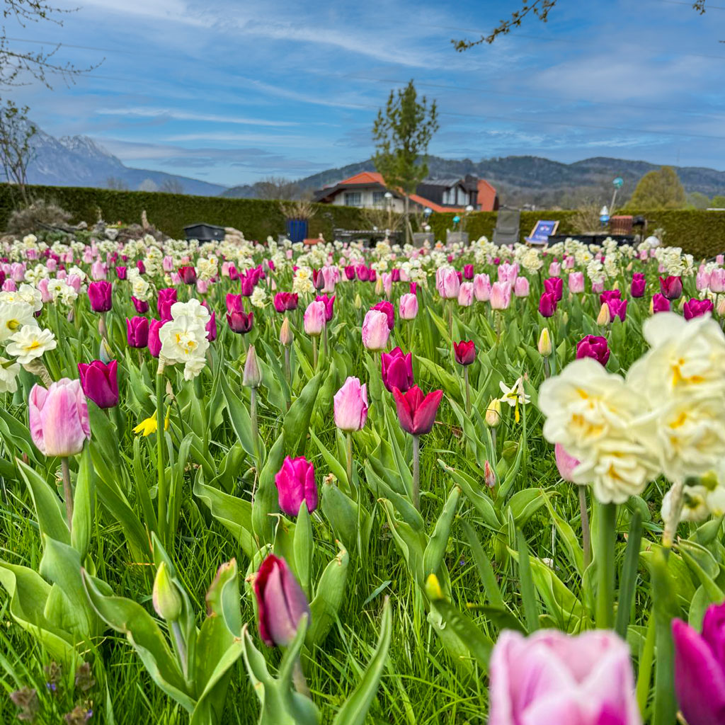 Blumenwiese im Garten – naturnahe Gartengestaltung mit regionalen Wildblumen