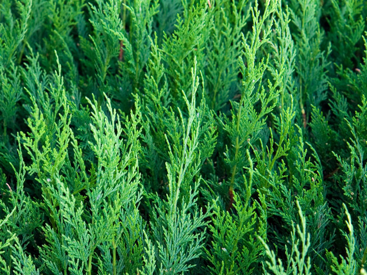 Gepflegte Hecke als Teil regelmäßiger Gartenpflege