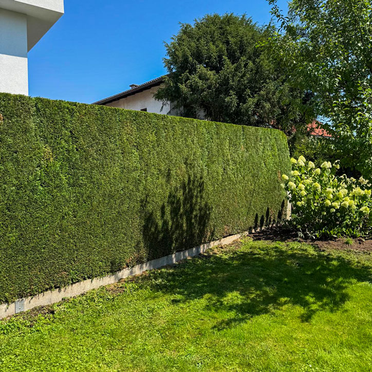 Professionelle Gartenpflege mit geschnittenem Heckenzaun und gepflegtem Rasen